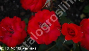 zdjecie rosliny: róża LA SEVILLANA \'Meigekanusar\'