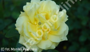 zdjecie rosliny: róża MABELLA \'Korgold\'