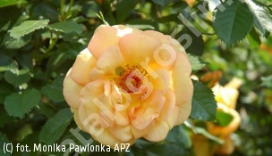 zdjecie rosliny: róża \'Maigold\'