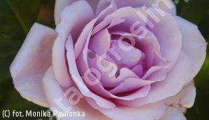 zdjecie rosliny: róża MAINZER FASTNACHT \'Tannacht\'