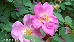 zdjecie rosliny: róża \'Marguerite Hilling\'