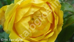 zdjecie rosliny: róża MARSELISBORG \'Poulreb\'