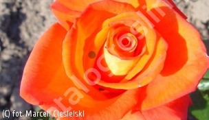 zdjecie rosliny: róża MONICA \'Tanakinom\'
