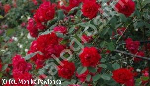 zdjecie rosliny: róża \'Paul\'s Scarlet Climber\'