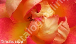 zdjecie rosliny: róża PICCADILLY \'Macar\'