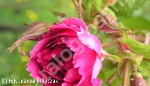 zdjecie rosliny: róża \'Pink Grootendorst\'