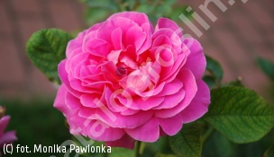 zdjecie rosliny: róża PINK PEACE \'Meibil\'