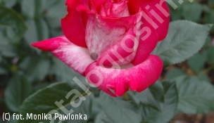 zdjecie rosliny: róża ROSE GAUJARD \'Gaumo\'