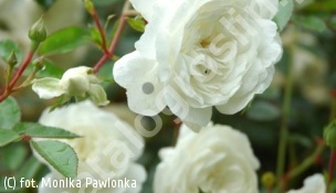 zdjecie rosliny: róża SNOW BALLET \'Claysnow\'