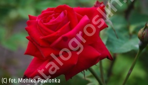 zdjecie rosliny: róża UNCLE WALTER \'Macon\'