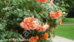zdjecie rosliny: róża WESTERLAND \'Korlawe\'