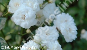 zdjecie rosliny: róża \'White Fairy\'