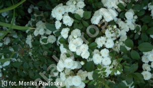zdjecie rosliny: róża WHITE MEIDILLAND \'Meicoublan\'
