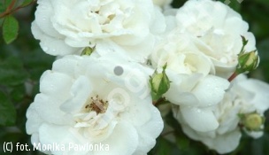zdjecie rosliny: róża \'White New Dawn\'