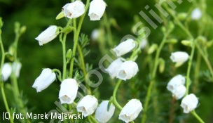 zdjecie rosliny: dabecja kantabryjska forma biała