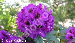 zdjecie rosliny: różanecznik \'Purple Splendour\'