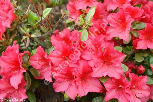 Rhododendron Chippewa azalia Chippewa katalog ro lin Zwi zku