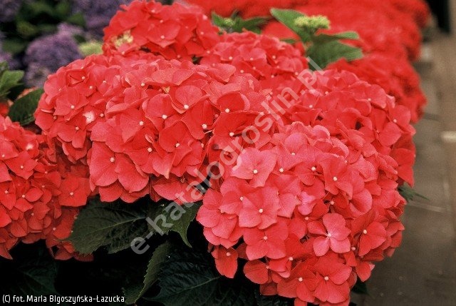 Hydrangea macrophylla 'Leuchtfeuer' hortensja ogrodowa