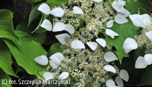 zdjecie rosliny: przywarka japońska