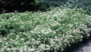 zdjecie rosliny: tawuła japońska \'Albiflora\'
