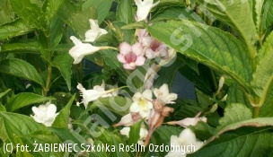 zdjecie rosliny: krzewuszka cudowna f. biała