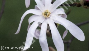 zdjecie rosliny: magnolia \'Wada`s Memory\'
