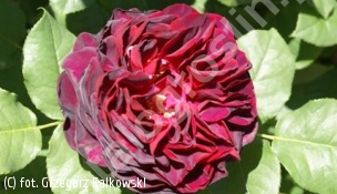 zdjecie rosliny: Róża ASTRID GRAFIN ON HARDENBERG \'Tan97150\'