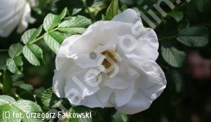 zdjecie rosliny: róża \'Blanc Double de Coubert\'