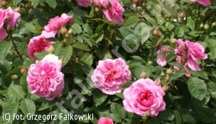 zdjecie rosliny: róża GERTRUDE JEKYLL \'Ausboard\'