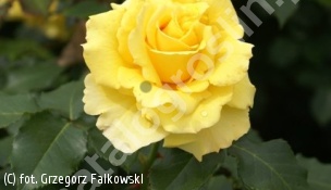 zdjecie rosliny: róża GOLD BUNNY \'Meigronuri\'
