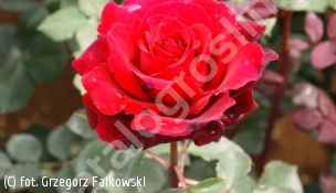 zdjecie rosliny: róża GRAAF LENNART \'Meisoyris\'