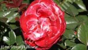 zdjecie rosliny: Róża NOSTALGIE \'Taneiglat\'