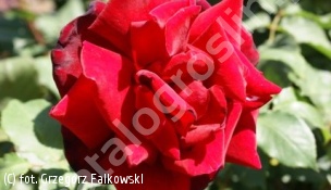 zdjecie rosliny: róża PAPA MEILLAND \'Meicesar\'