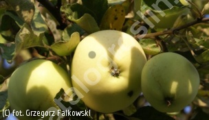 zdjecie rosliny: jabłoń \'Oliwka Żółta\'