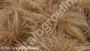 zdjecie rosliny: turzyca włosowa \'Bronze Form\'