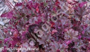 zdjecie rosliny: żurawka \'Purple Petticoats\'