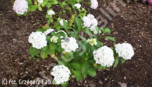 zdjecie rosliny: hortensja ogrodowa \'Nymphe\'