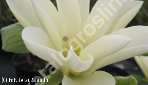 zdjecie rosliny: magnolia \'Gold Star\'