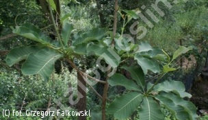 zdjecie rosliny: magnolia lekarska odm. dwuklapowa
