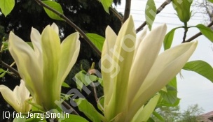zdjecie rosliny: magnolia \'Yellow Lantern\'