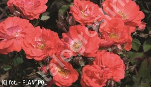 zdjecie rosliny: róża CORAL DRIFT \'Meidrifora\'