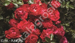 zdjecie rosliny: róża RED DRIFT \'Meigalpio\'