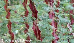 zdjecie rosliny: róża jedwabista f. oskrzydlona
