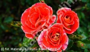 zdjecie rosliny: róża AIRBRUSH