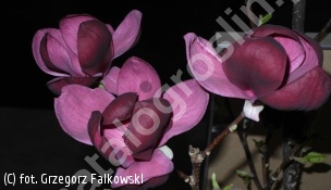 zdjecie rosliny: magnolia \'Genie\'