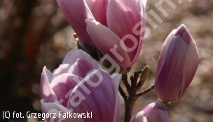 zdjecie rosliny: magnolia \'Satisfaction\'