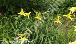 zdjecie rosliny: liliowiec cytrynowy