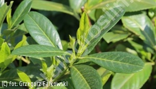 zdjecie rosliny: laurowiśnia wschodnia \'Rotundifolia\'
