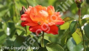 zdjecie rosliny: róża FELLOWSHIP \'Harwelcome\'
