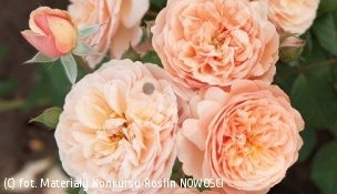zdjecie rosliny: róża FRAYLA NATALIJA \'Boznatafra\'